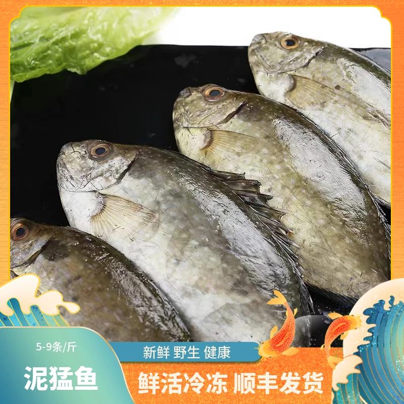福建【泥猛鱼】深海捕捞鲜活冰冻渔船直供新鲜到家