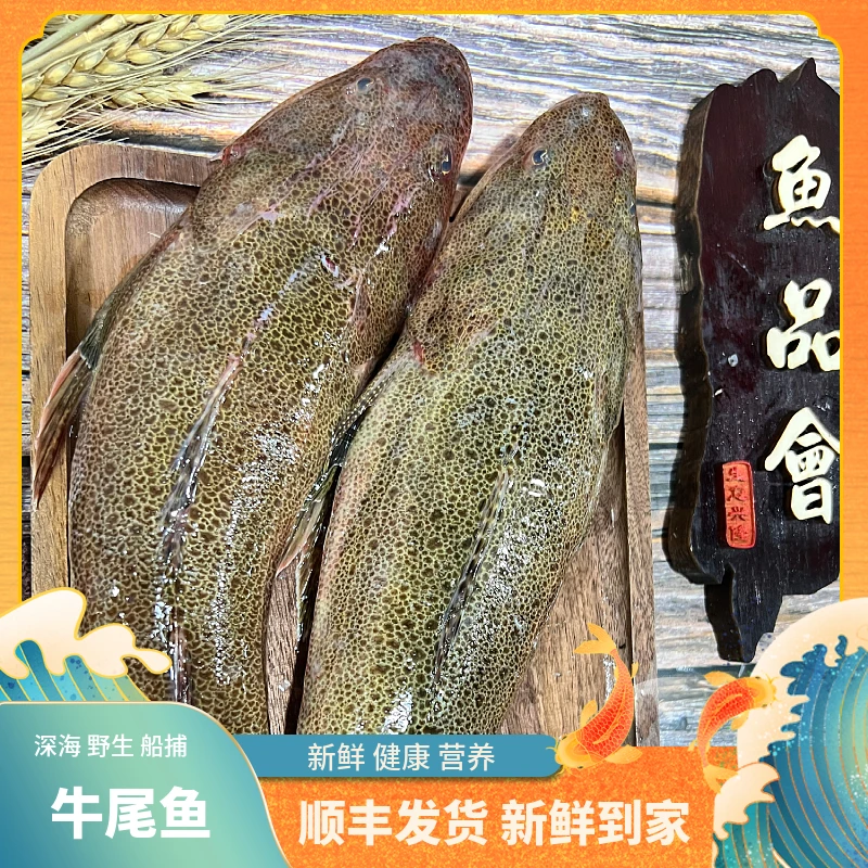 福建【牛尾鱼】深海捕捞鲜活冰冻渔船直供新鲜到家