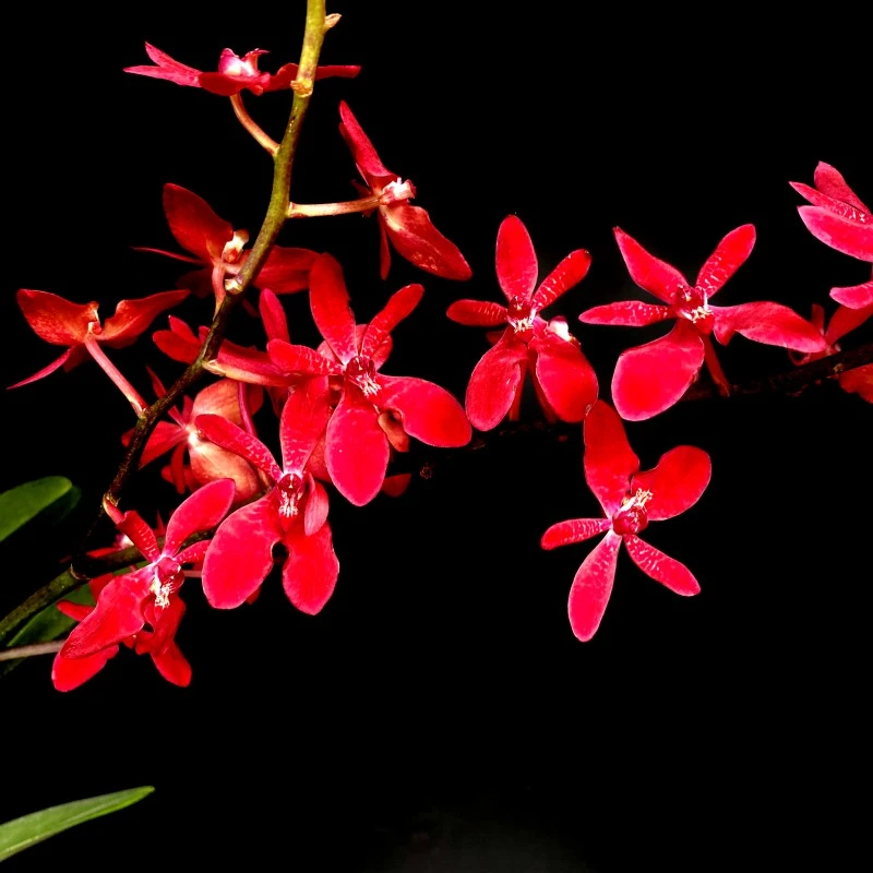 火焰兰 附生类花卉 原盆原土带盆发货阳台庭院兰花春季夏季红色