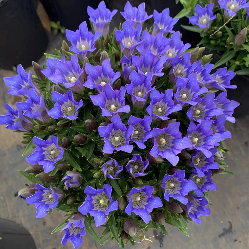 龙胆花盆栽 海洋之心 蓝色多年生耐热耐寒宿根室外地被植物好养