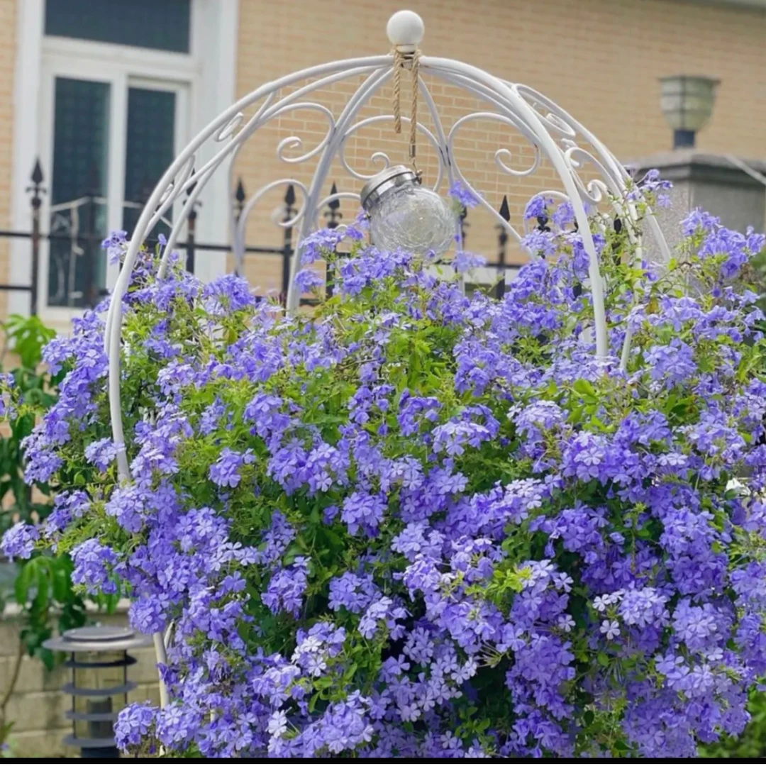蓝雪花苗盆栽阳台观花耐热好养植物花园庭院爬藤攀援花