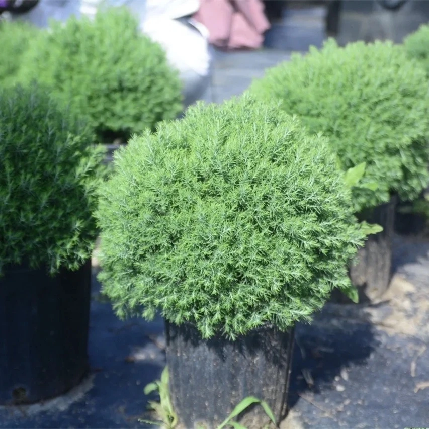 皮球柏雾雪松苗盆栽庭院阳台多年生花镜球型植物耐寒耐热四季常青