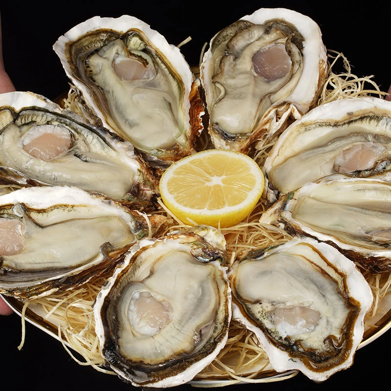 俩好先生乳山生蚝原产地发货2-3两/只鲜嫩五斤牡蛎肥美海蛎子包邮
