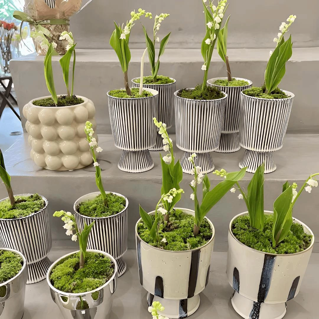 进口铃兰带芽花苗盆栽浓香型花卉多年生耐寒植物见水就活室内阳台