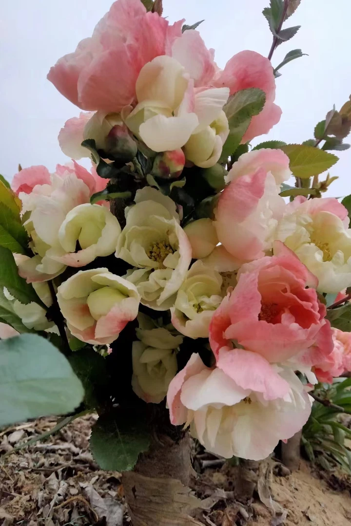 【带叶发货】四季开花海棠盆景花卉室内外盆栽好养易活四季长寿冠