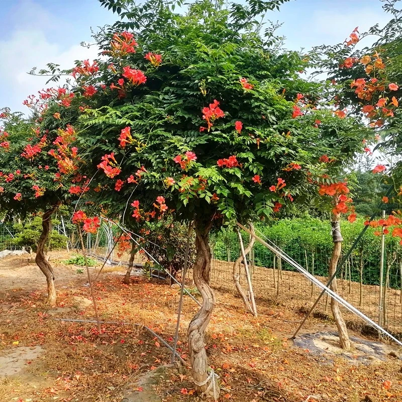 凌霄花爬藤大苗植物四季开花耐寒庭院阳台美国炮仗花卉盆栽花期长