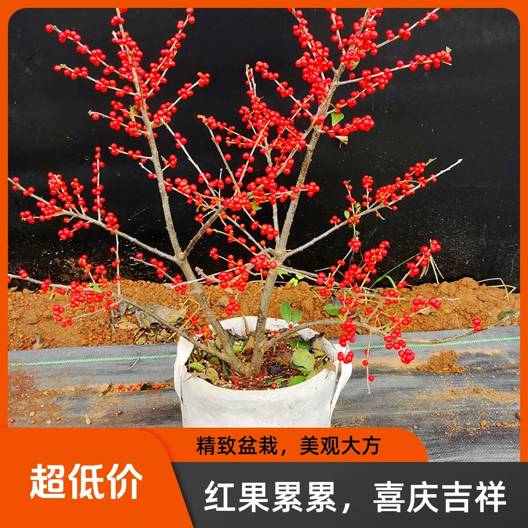 北美冬青树苗公树苗受粉苗庭院盆栽耐寒红果植物喜庆年宵花卉绿植