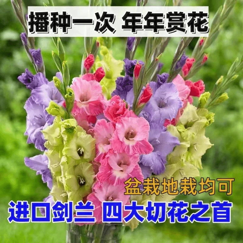 精品进口剑兰种球唐菖蒲浓香四季开花耐寒好养活多年生开花植物