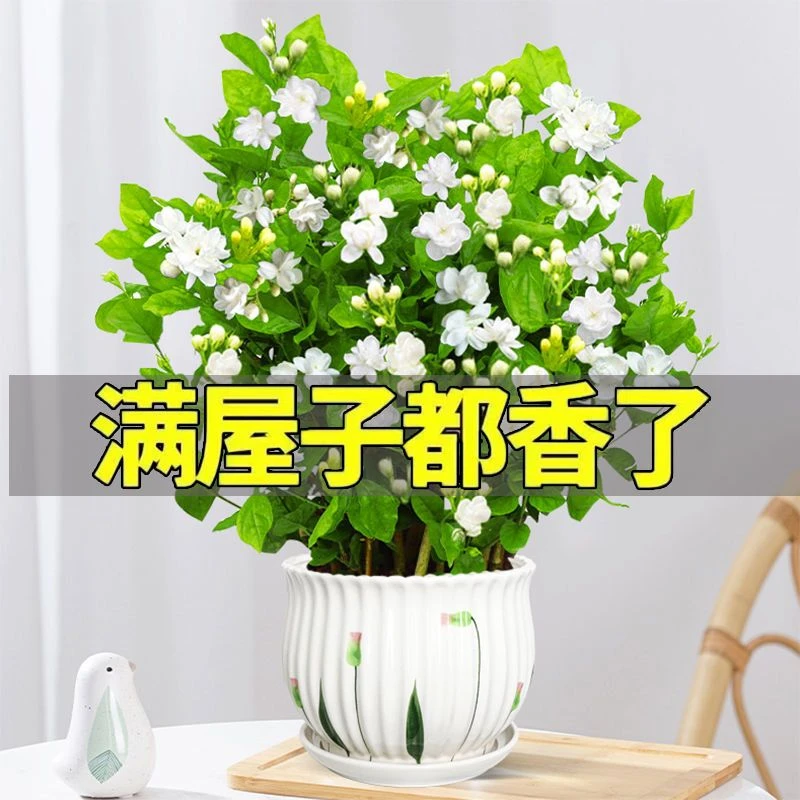 盆栽茉莉花花苞浓香型四季开花庭院绿植好养室内花卉空气驱蚊植物