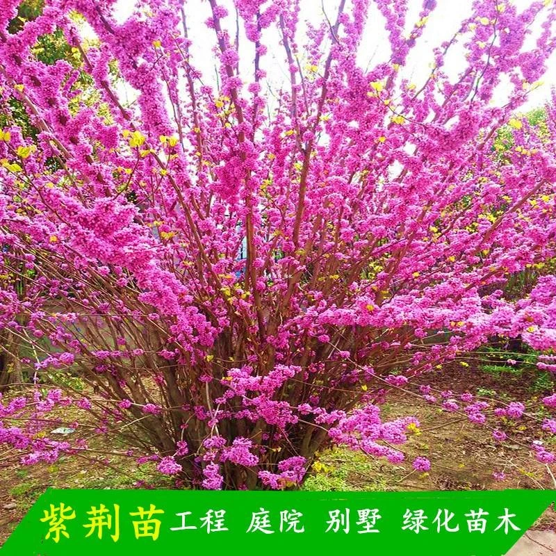 紫荆花树苗 紫荆苗紫荆树苗庭院别墅丛生紫荆花 绿化工程风景苗木