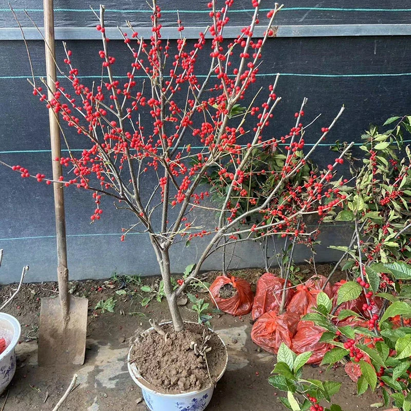 北美冬青树苗盆栽地栽5年大棵苗带果发货冬季耐寒庭院阳台观赏