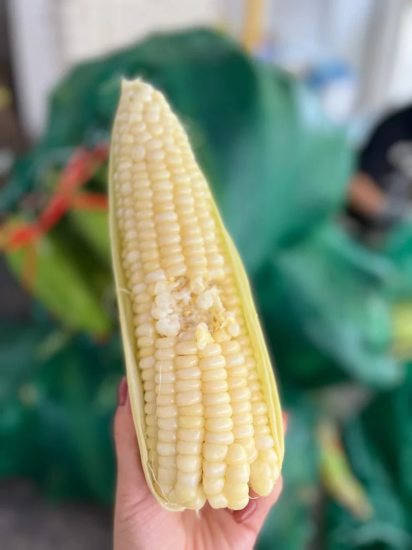 《眼镜专属》云南蜂蜜玉米 软糯香甜 5斤装 去头去尾 主城 区县均可下单