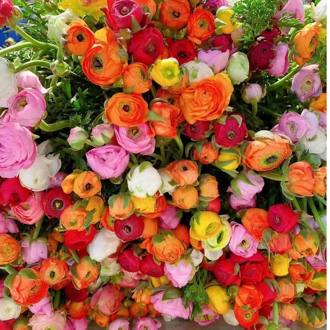 洋牡丹鲜切花水培家用插花云南基地采摘发货