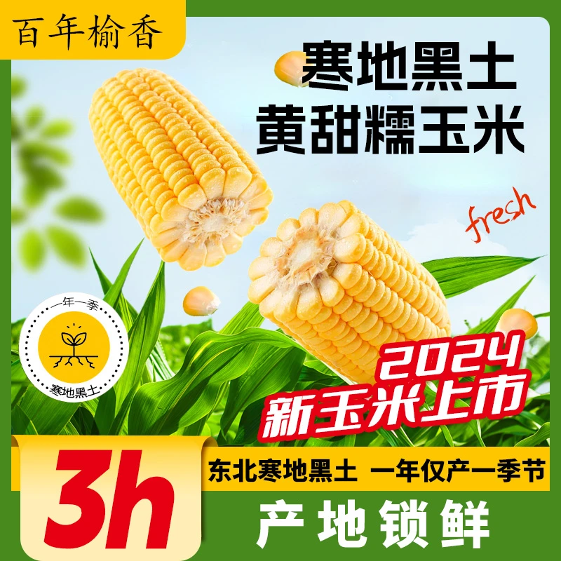 【寒地黑土精选甜糯玉米】拉丝营养真空装早餐玉米棒240g/支粘苞米