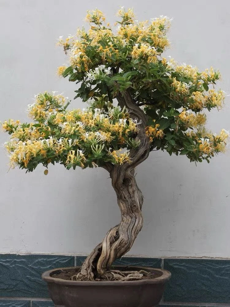 四季金银花盆景造型老桩