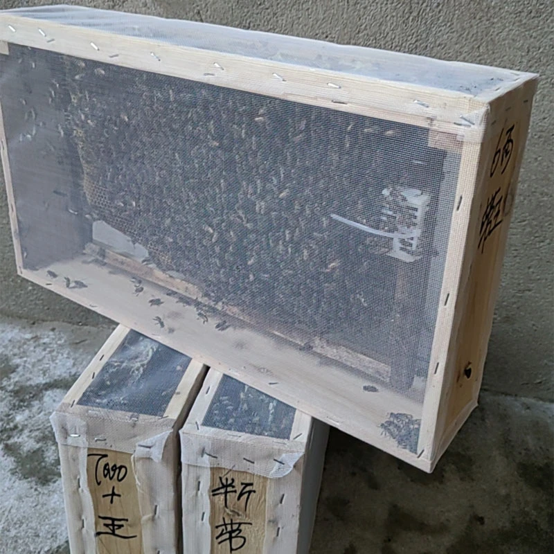 中蜂（带原王或带脾)可活框 可土养 中华蜂土蜜蜂活体养殖笼蜂