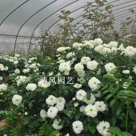 清风园艺 重瓣荼蘼灌木藤本古典蔷薇类月季玫瑰花苗 【杯苗】