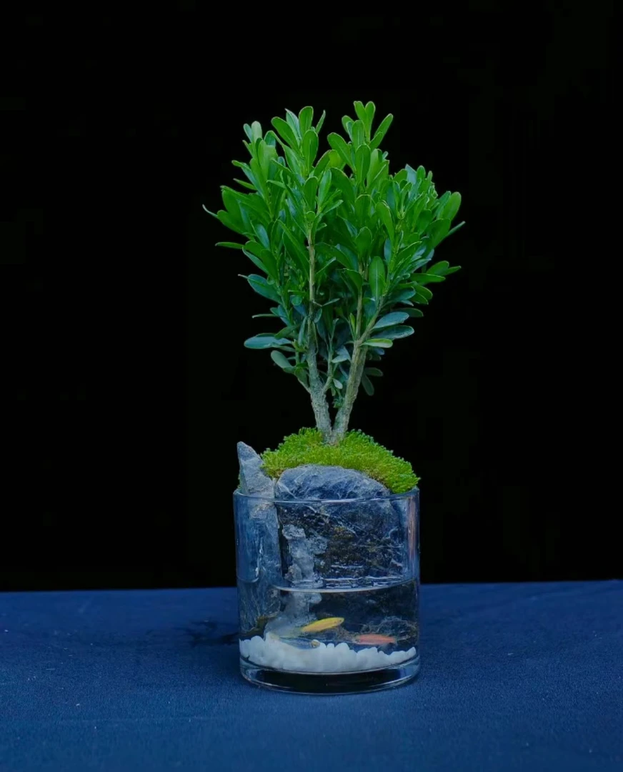 【微景居】圆缸黄杨山水景观可养鱼真植物真石头真玻璃缸10*10