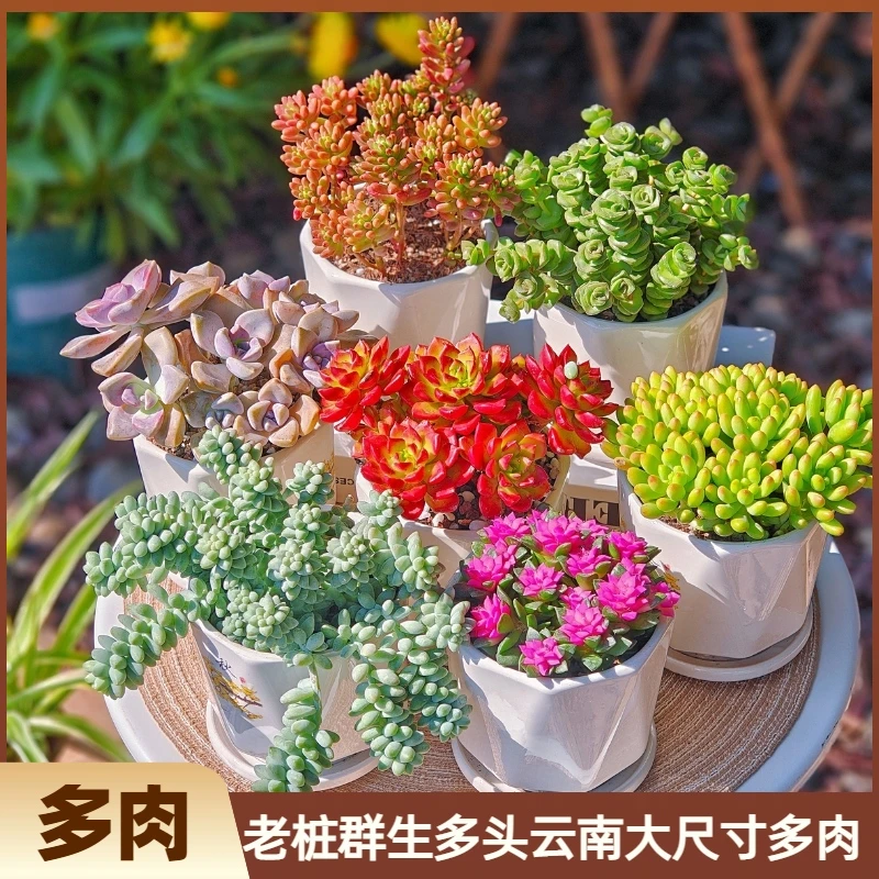 云南直发多肉植物组合盆栽大株肉肉植物花卉盆栽含盆带土种好发货