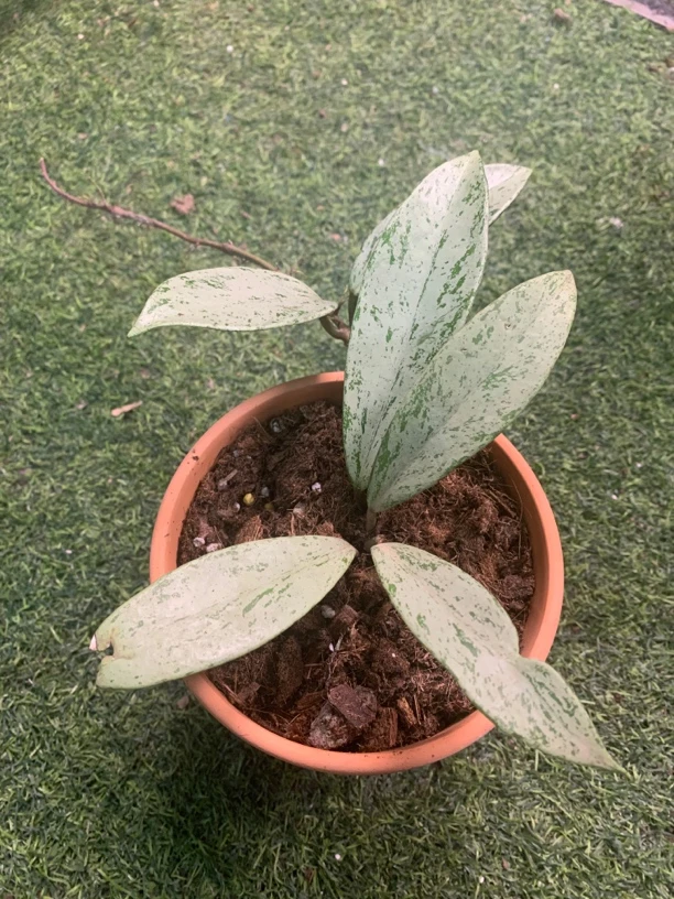 银粉鬼球兰 桌面款