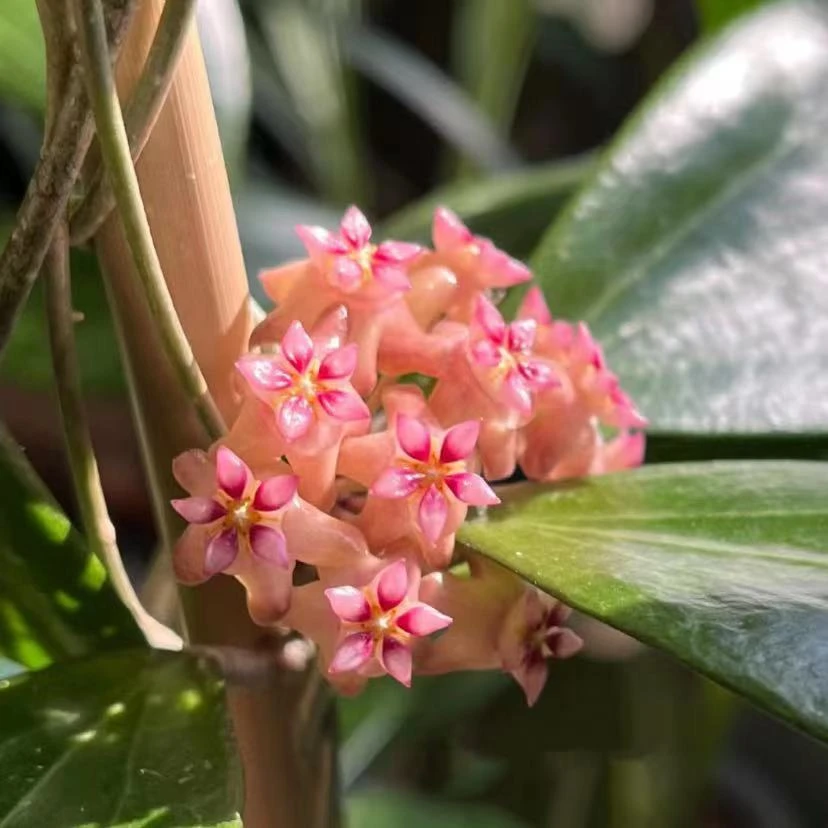 本格尔顿球兰爬藤攀援植物四季开花盆栽