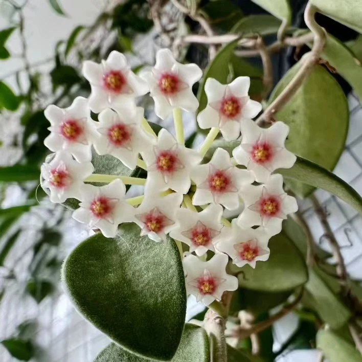 钱叶球兰爬藤攀援植物四季开花盆栽