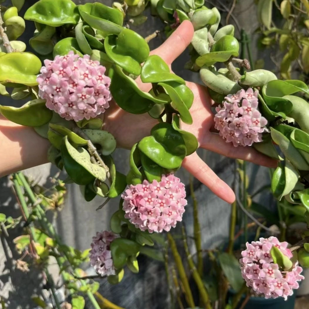 卷叶球兰爬藤攀援植物四季花卉盆栽