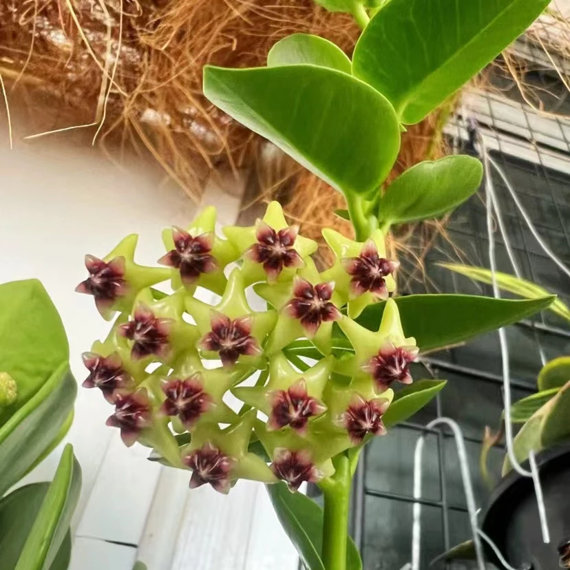 孜然内外锦球兰爬藤攀援植物四季开花盆栽