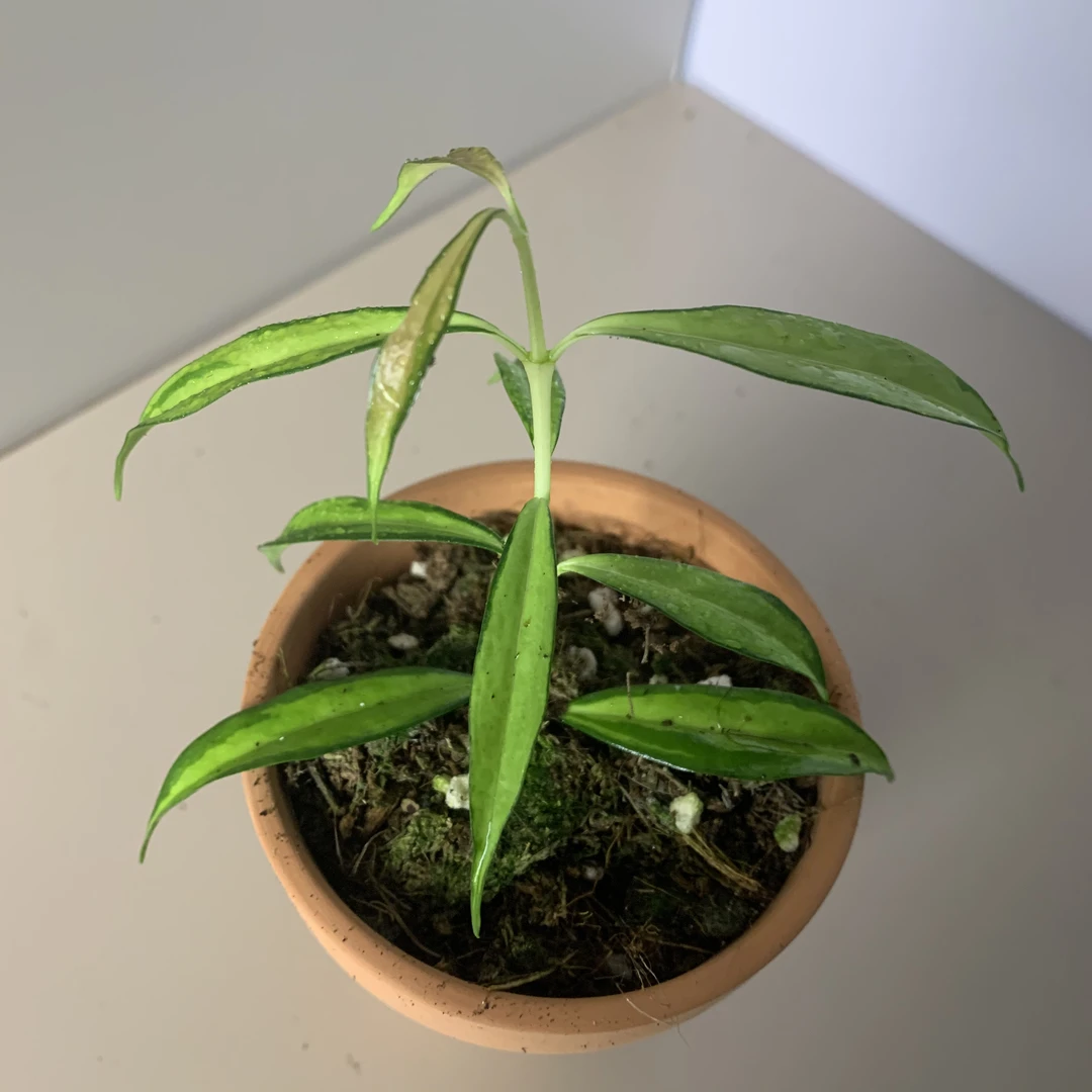 盈江内锦球兰 桌面款微景观