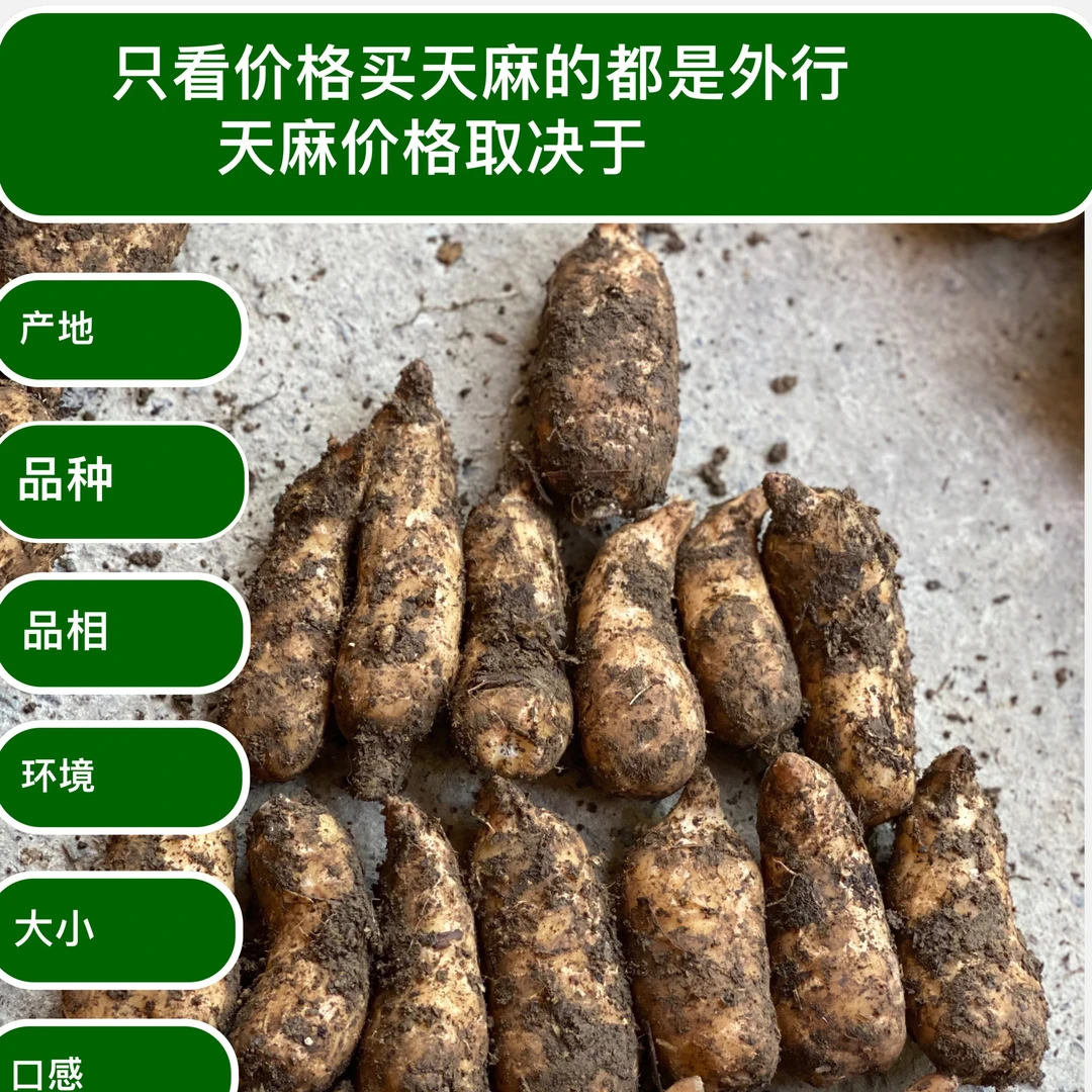 饱满新鲜天麻云南小草坝高山乌天麻林下产地现挖现发煲汤营养滋补