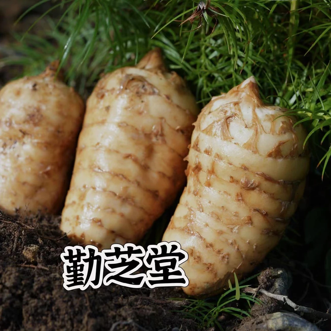 （新鲜天麻）正宗云南昭通小草坝新鲜天麻1斤3斤5斤现挖高山乌天麻