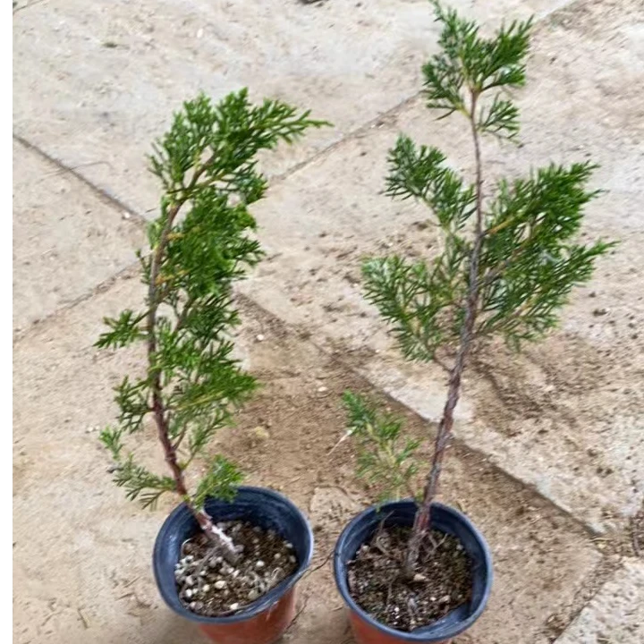 直播链接松柏类造型盆景济州真柏公阪系鱼川