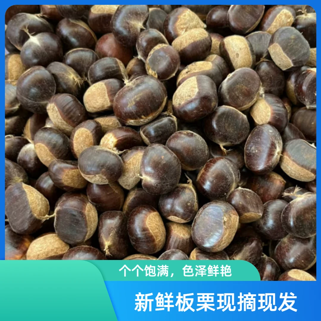2024年云南高原老树老品种黑皮油栗新鲜板栗粉糯鲜甜现摘现发