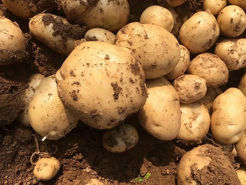 2025恩施高山富硒新土豆正宗老品种马尔科