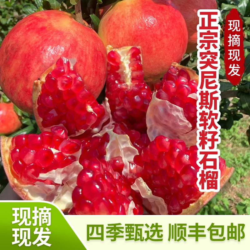 【A级果顺丰直发】四川会理突尼斯软籽石榴 现摘现发 饱满多汁