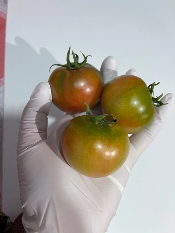 盘锦碱地西红柿 小～中～果疯狂来袭 尝鲜必拍！