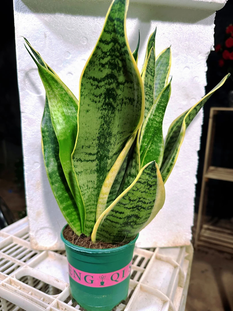 高档加仑盆虎皮兰