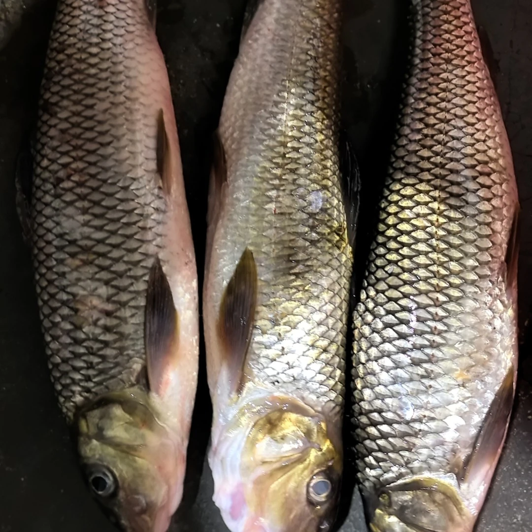 乌苏里江野生虫虫鱼