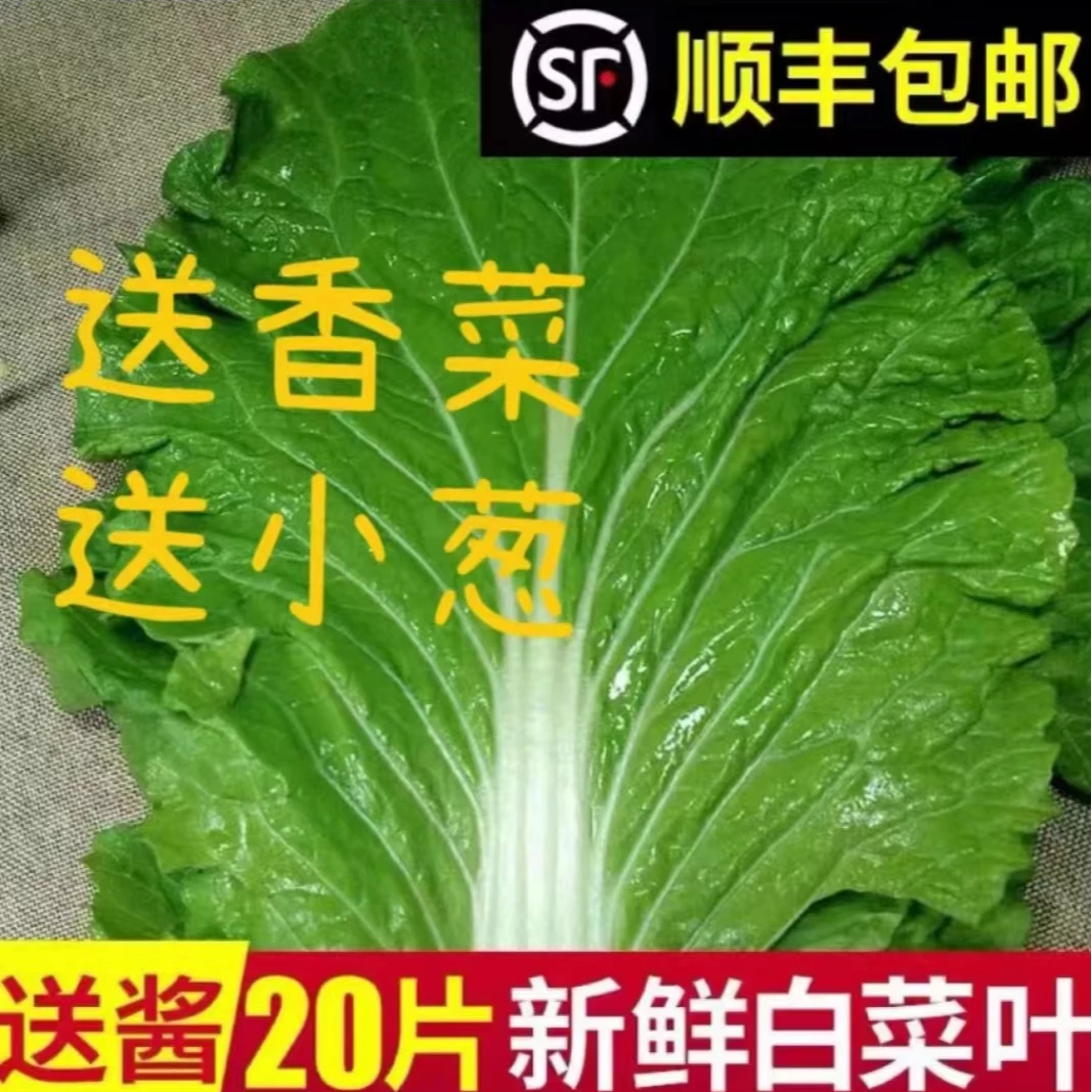 东北吉林特产 新鲜打饭包白菜叶、香菜、小葱组合【顺丰包邮】
