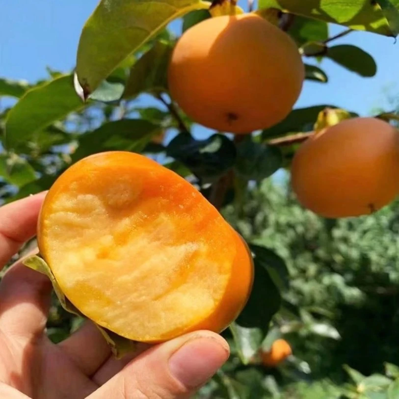 曼花卿柿子树苗无核不涩摘下直接可以吃 南北方均可种植正宗