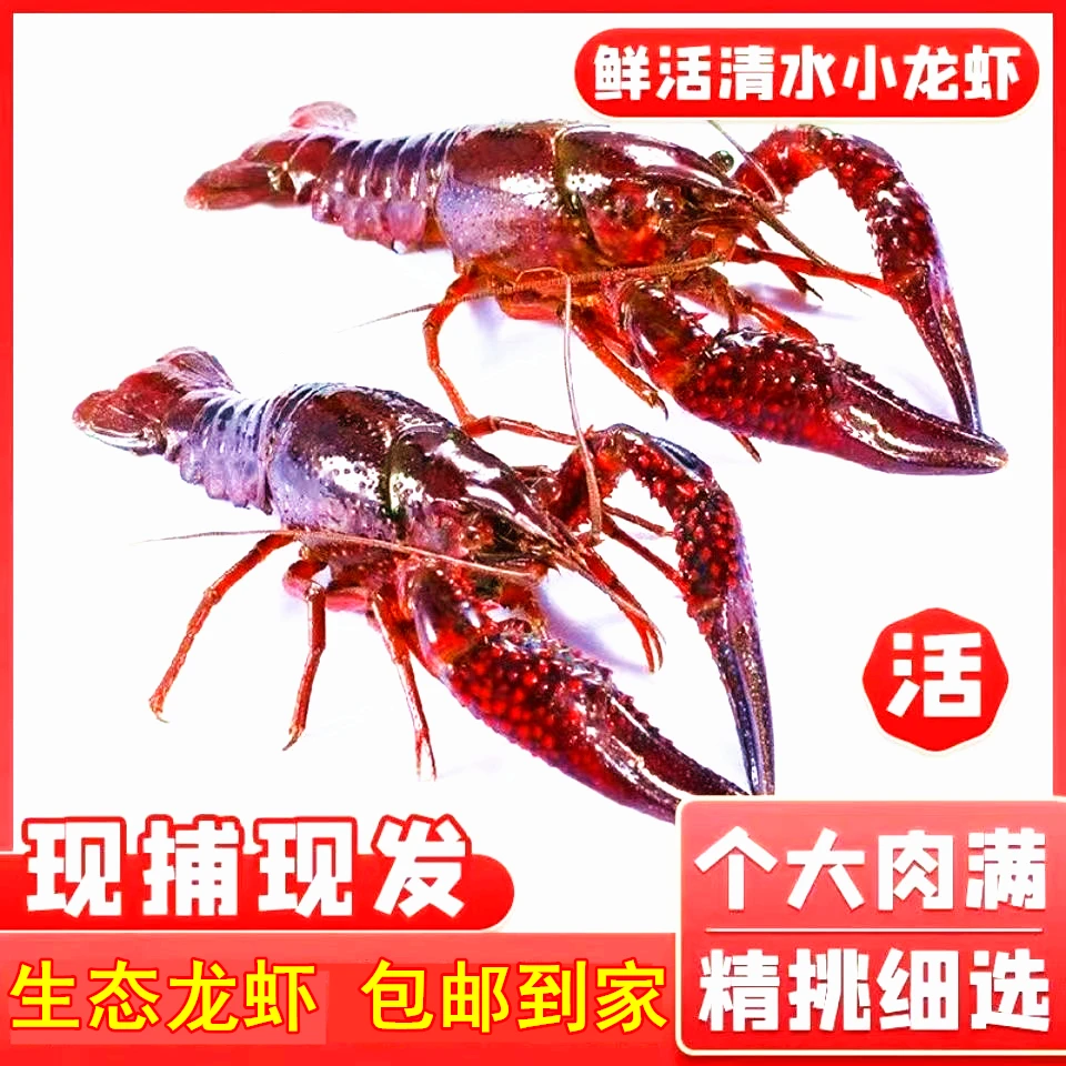 小龙虾霍邱鹅水塘虾生态小龙虾大个头虾小个头虾
