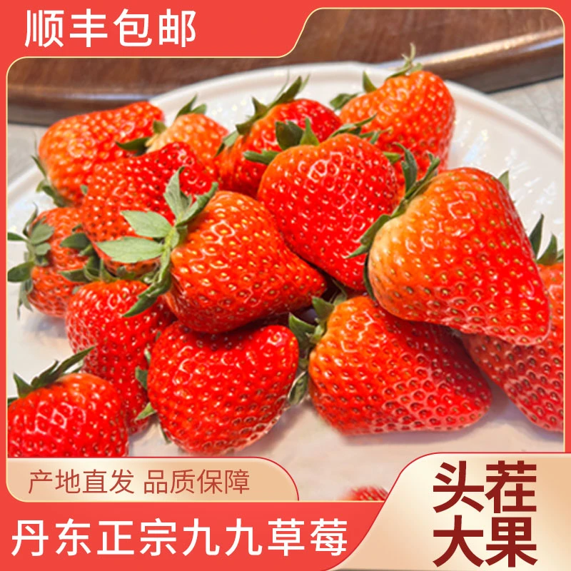 丹东九九草莓新鲜采摘现摘现发香甜好吃顺丰包邮1