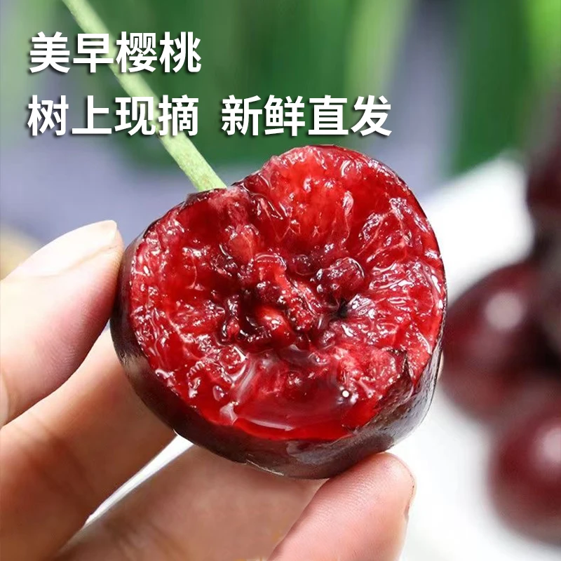 美早大樱桃3J~6J现摘现发顺丰空运包邮2斤3斤嘎脆嘎甜 内附果径卡