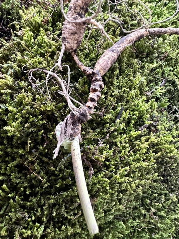 长白山林下参，泡酒，煲汤