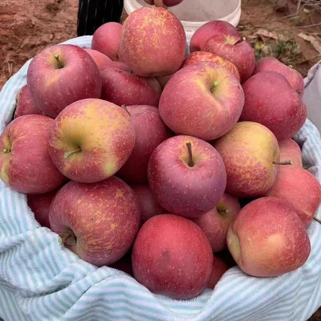 冰糖心云南昭通丑苹果新鲜应季脆甜5斤9斤包邮
