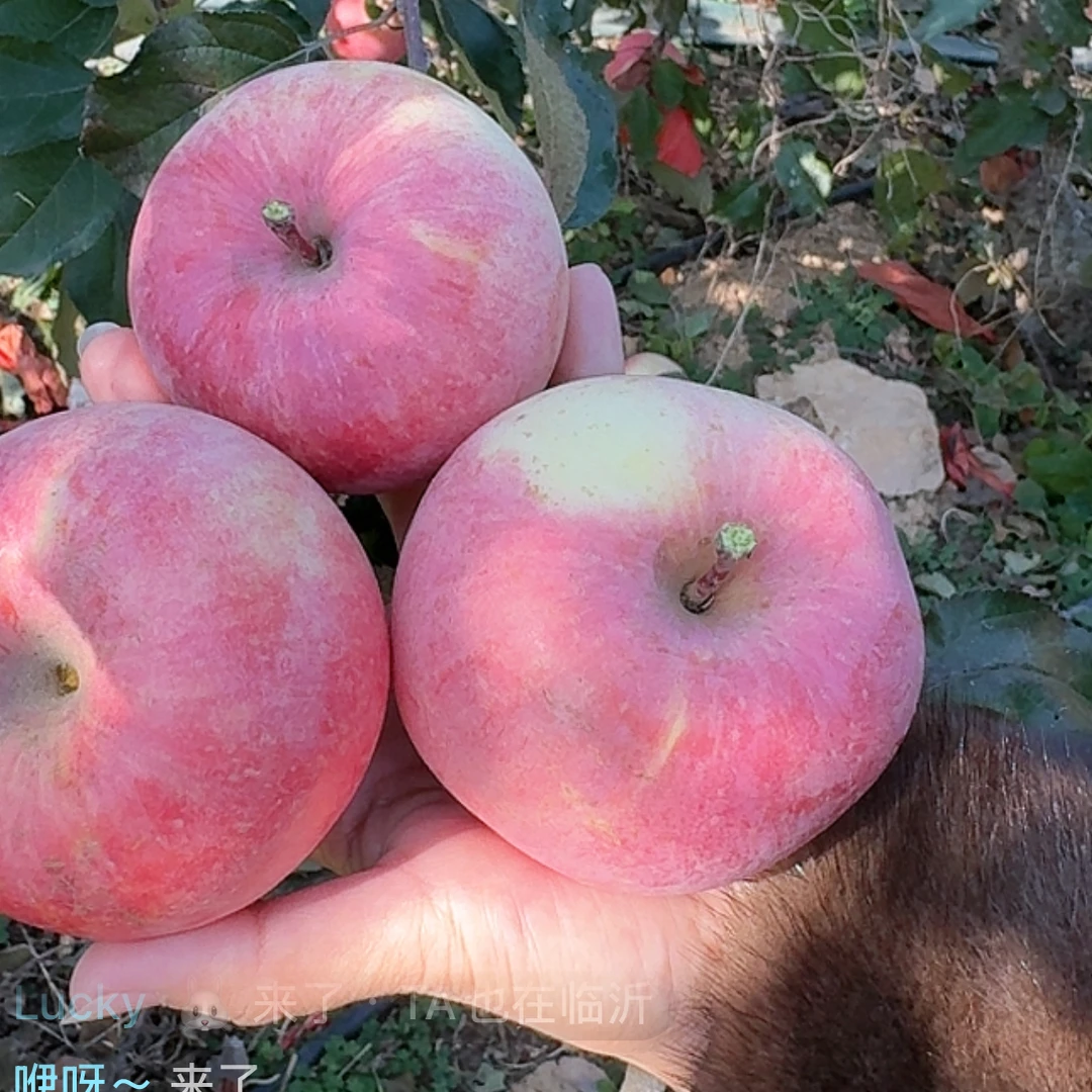 临沭冠山红富士，现摘现发，脆甜多汁