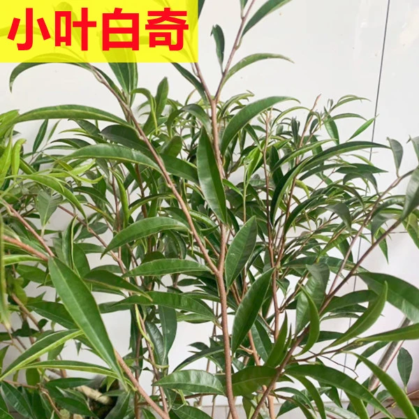 【五一福利】（小叶白奇）名贵苗木奇楠沉香树苗电白