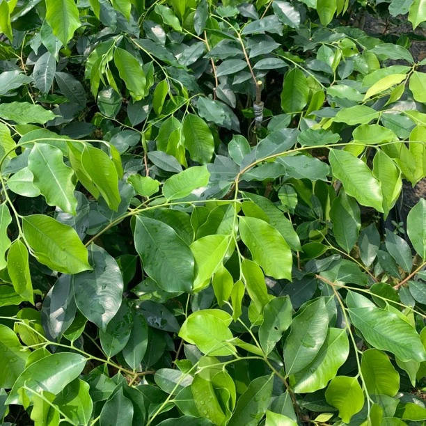 【五一福利】（直播间福利绿奇楠树苗茂名电白正宗香农认可本地发货
