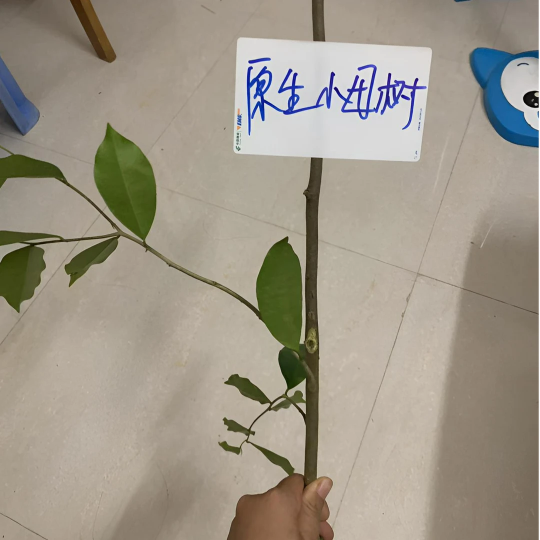 【五一福利】（（原生小母树）正宗奇楠沉香树苗名贵苗木