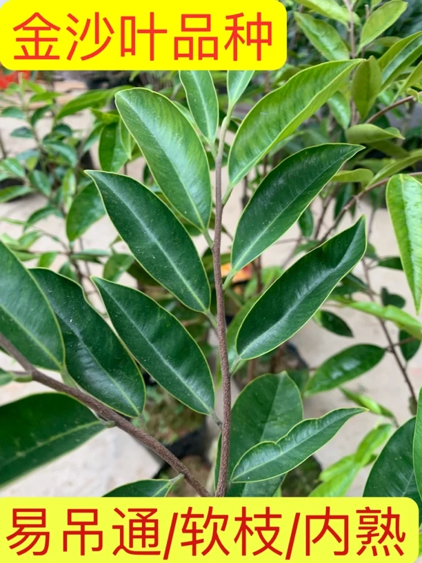 （（金沙叶）奇楠沉香树苗老品种稳产电白不包邮